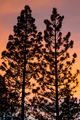 Sunset Pines
