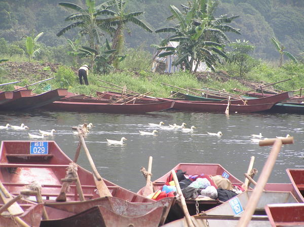 Ducks and row boats