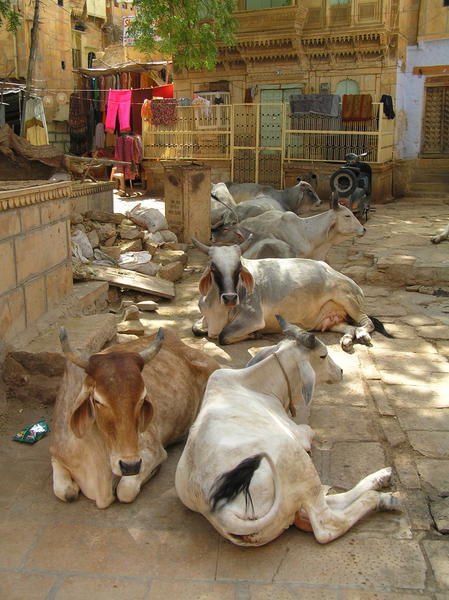 Lazy Brahmin cows