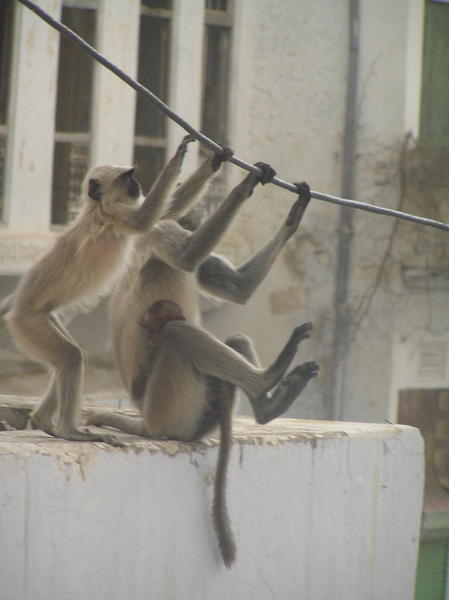 Monkey bars (Pushkar)