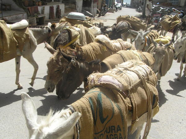 Donkeys (Udaipur)
