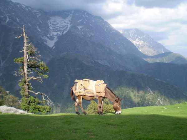 Mountain mule