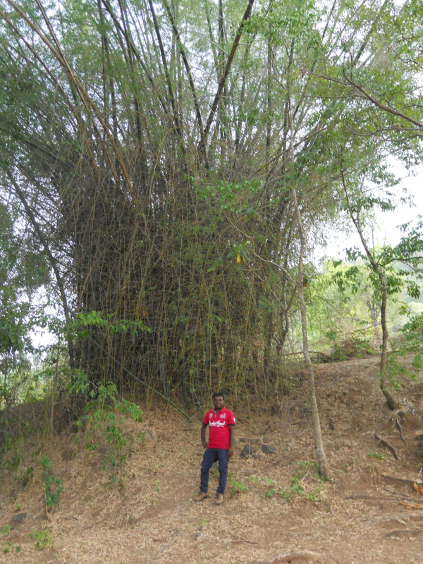 The lone bamboo tree serving as a backdrop forJayaraj
