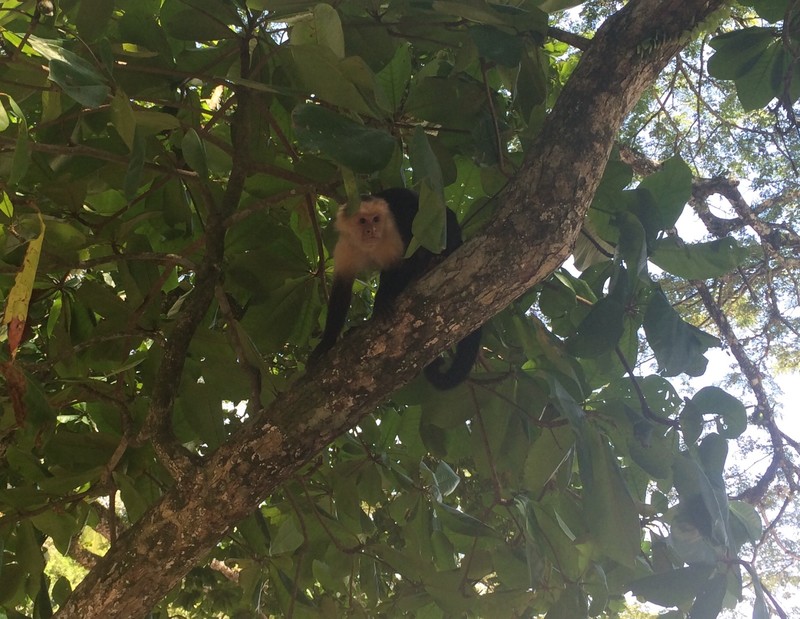 Monkey Spotting