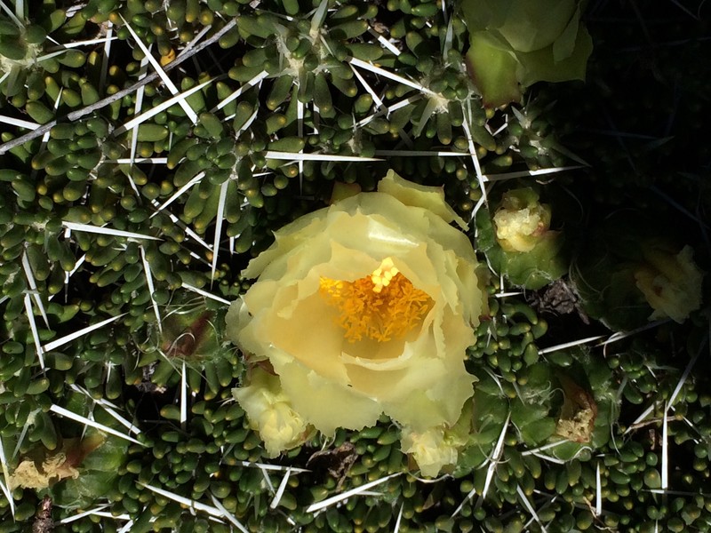 Flower amongst the thorns