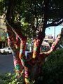 Cool tree in town