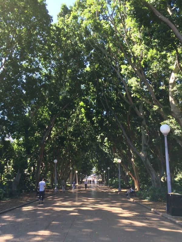Walking path into the Botanical gardens in downtown Sydney.