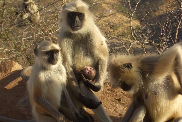Monkeys pose for a family pixie photo in Pushkar