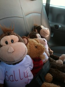 The monkeys and teddy
