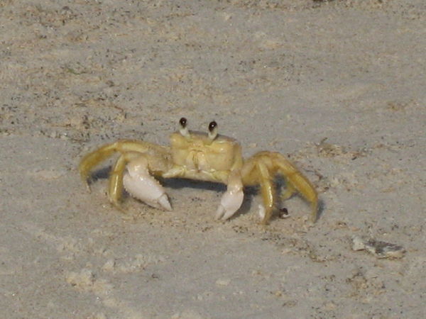 Crabs everywhere!