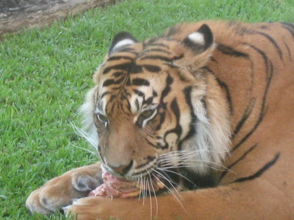 Tigers at Australia zoo