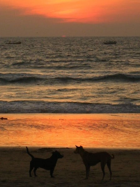 Dogs and sunsets