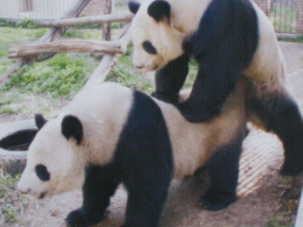 Panda loving