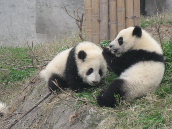 Pandababies
