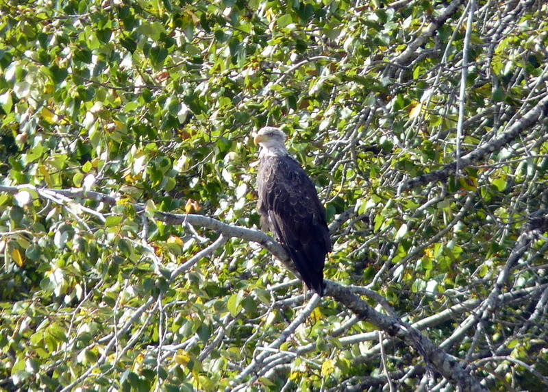 Eagle on a branch