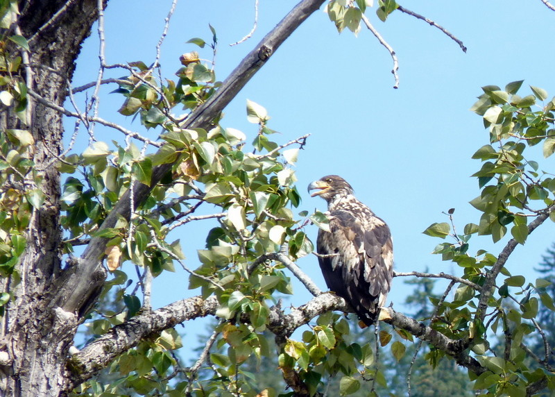 Another Bald Eagle