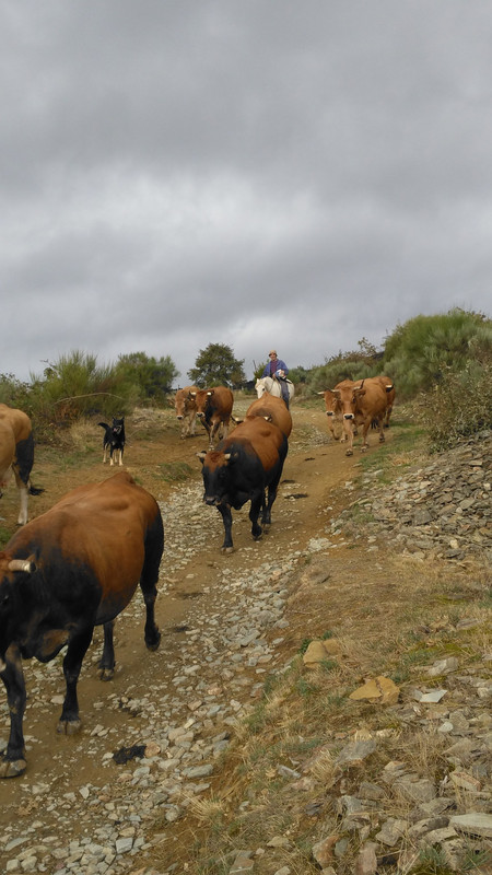 Farmer herding cattle