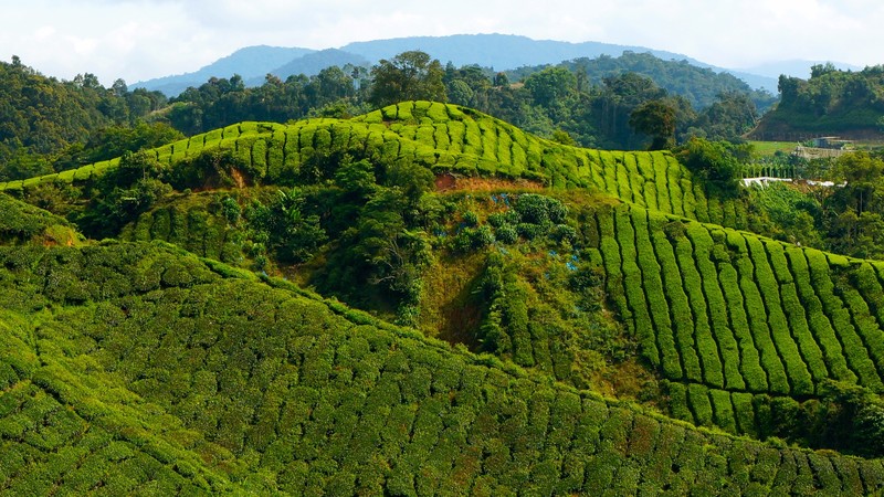 More tea plantation