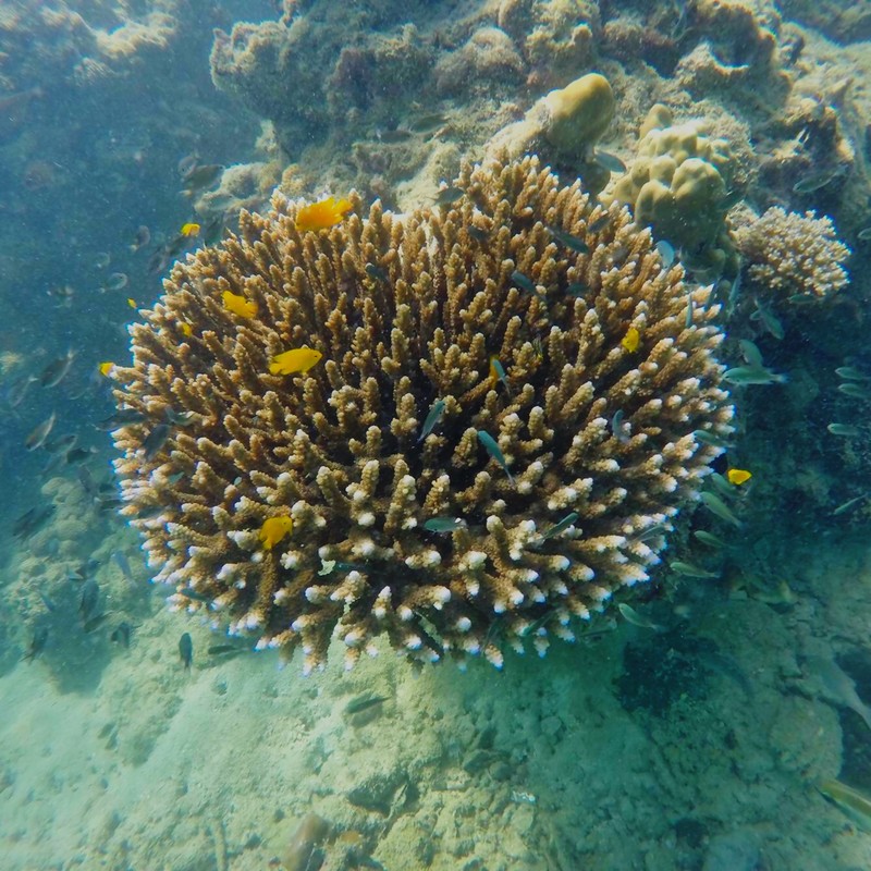 More Koh Ngai corals