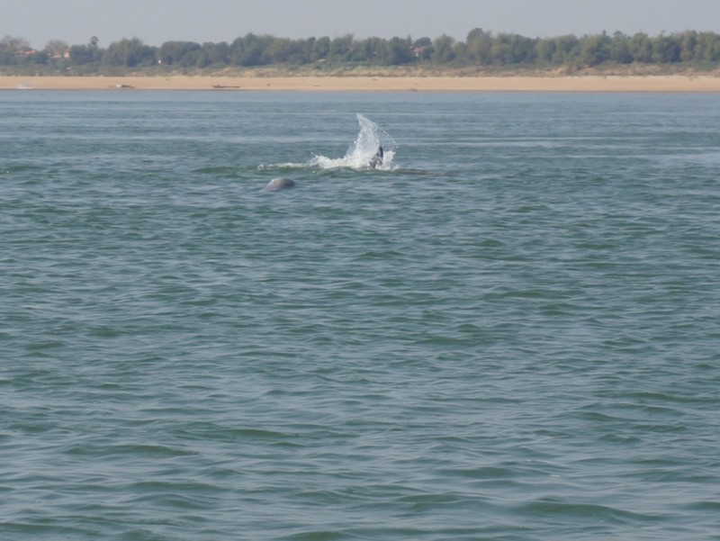 River dolphins aren't easy to photograph...