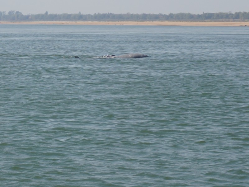 Yup - another glimpse of a dolphin