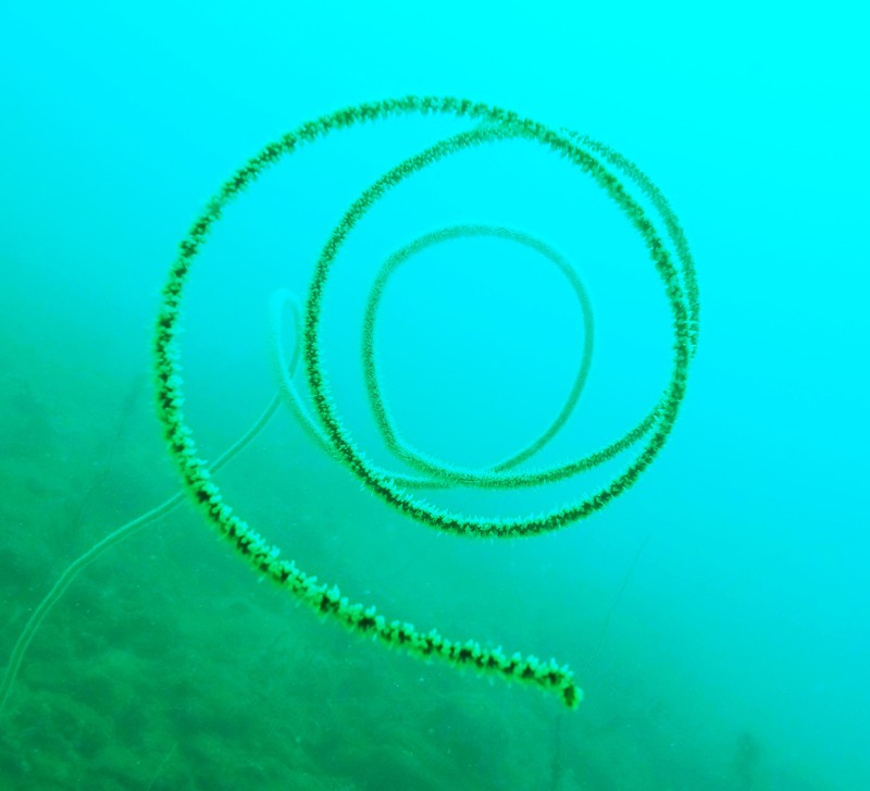 Coiling seagrass