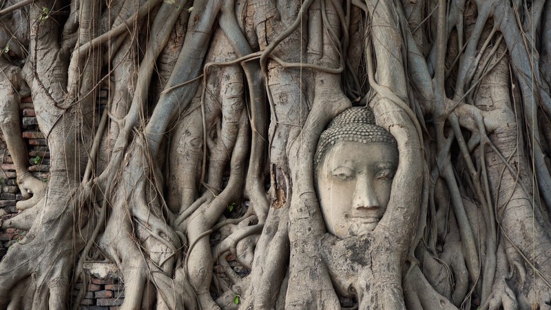 The Buddha in the Banyan