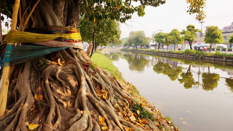 A quiet moment in Chiang Mai
