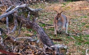 More kangaroo spotting