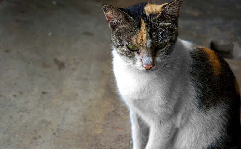 One of the very many Jakarta street cats
