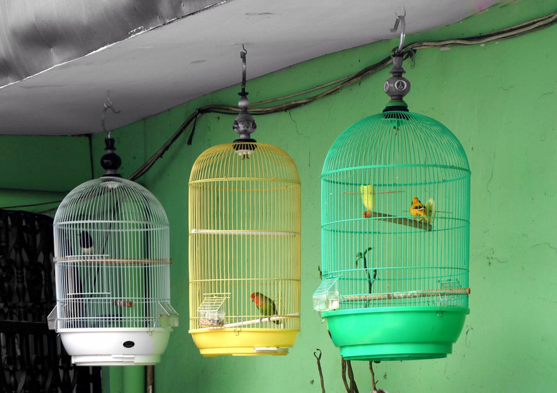 Every house in Indonesia has songbirds outside