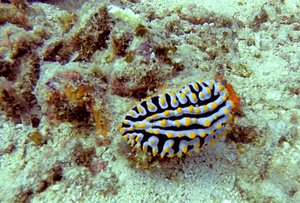 Colourful little nudibranch