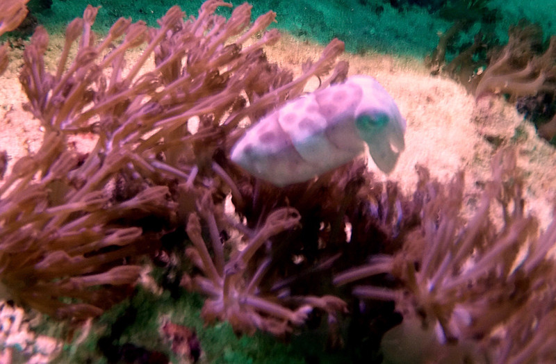A little cuttlefish found on our muck dive