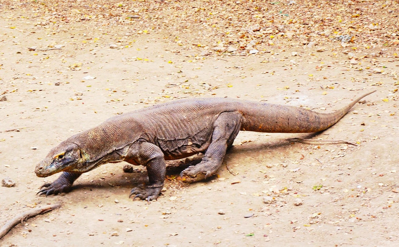 A couple of steps - as active as we saw a Komodo dragon
