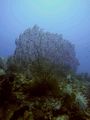 A gigantic sea fan on our check dive