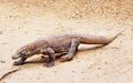 A couple of steps - as active as we saw a Komodo dragon