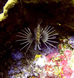 A beautiful lionfish fanning out his fins