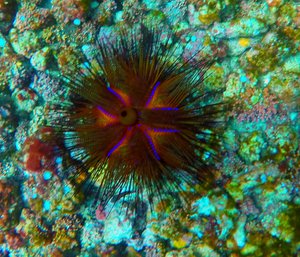 A colourful urchin