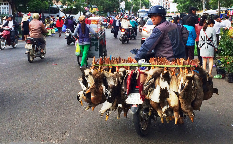 In Dalat, you know your duck is fresh...