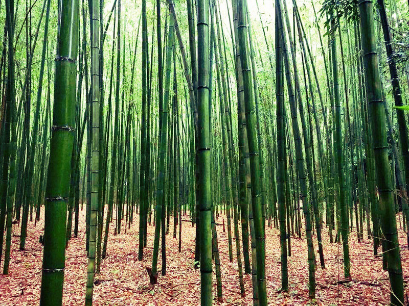 The bamboo forest at Arashiyama