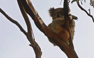 Koala chilling out on the Great Ocean Road