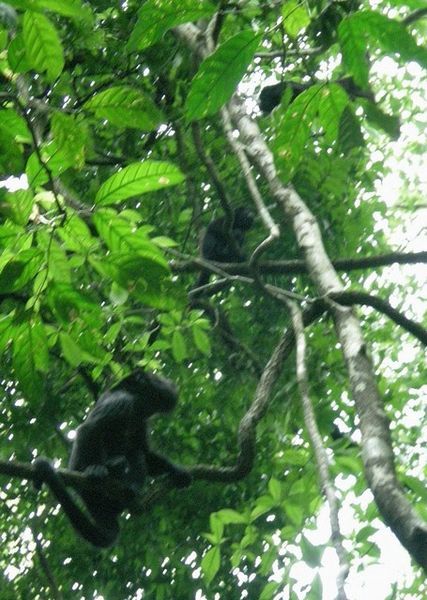 Caracol - Three Wise Monkeys 