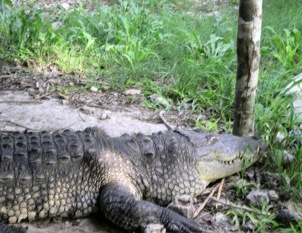 Crocodilus - Flores Zoo