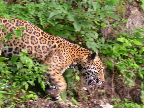 Jaguar (not looking mad) - Flores Zoo