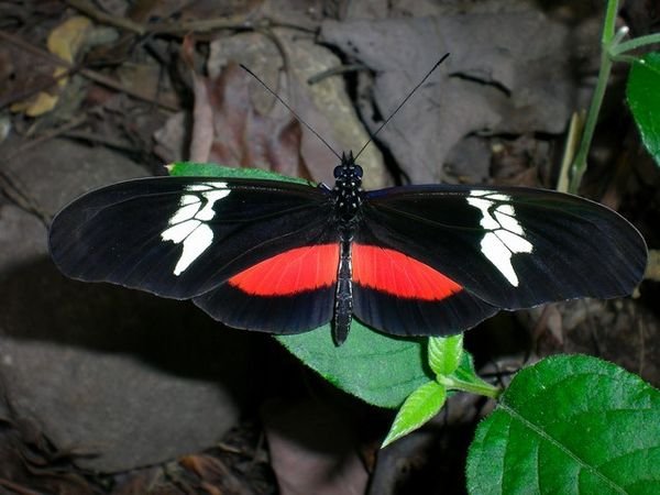 Santa Cruz - Butterfly