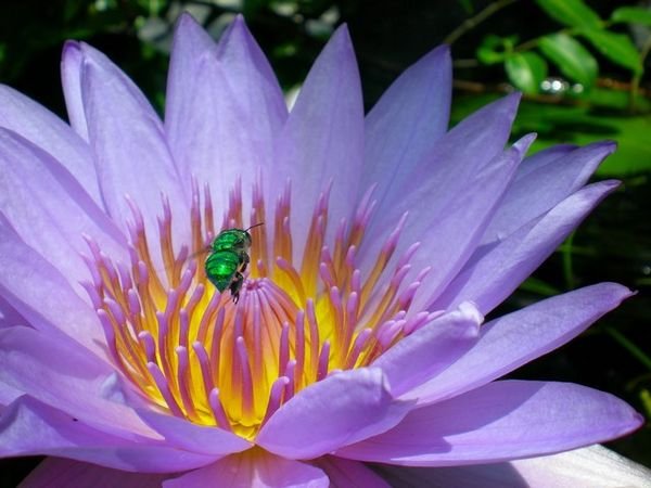 Bee In A Lilly
