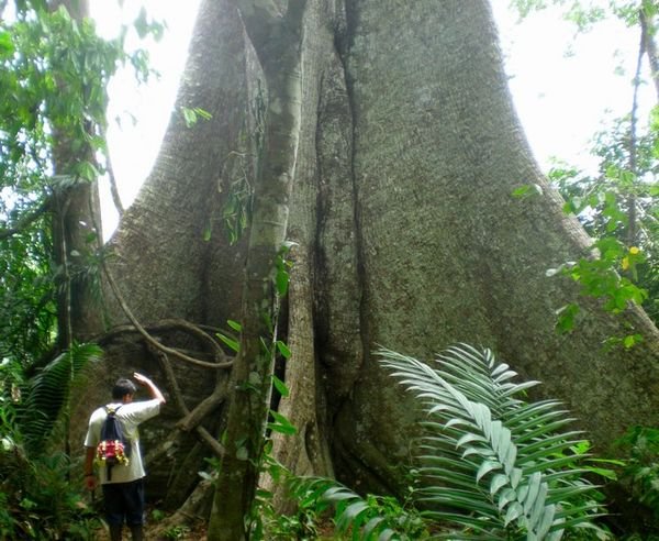 Our Guide & A Massive Ceiba Tree 