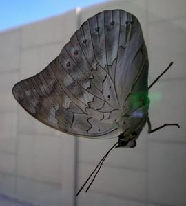 Butterfly At Lima Airport