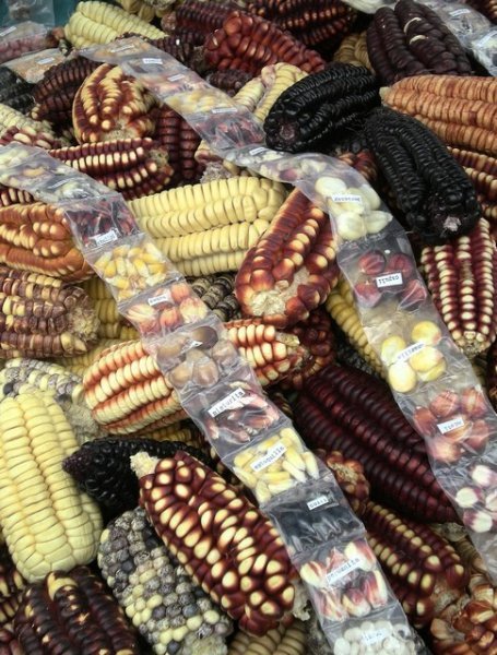 pisaq market - colourful corn