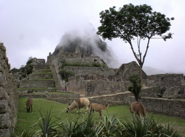 Machu Picchu - wildlife
